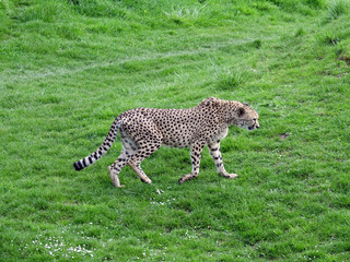 Guépard dans son enclos