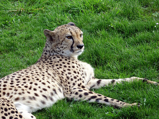 Guépard dans son enclos