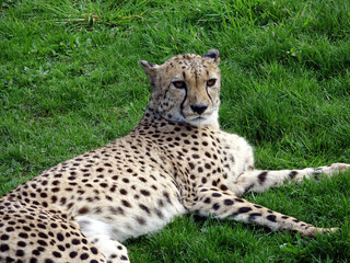 Guépard dans son enclos