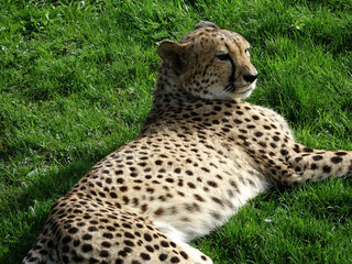 Guépard dans son enclos
