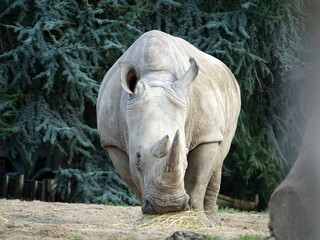 Naklejka premium rhinocéros blanc