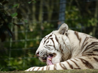 Tigre blanc