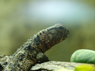 Fototapeta premium reptile au zoo de Beauval