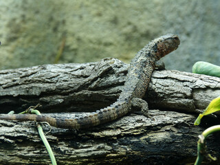 reptile au zoo de Beauval