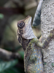 reptile au zoo de Beauval