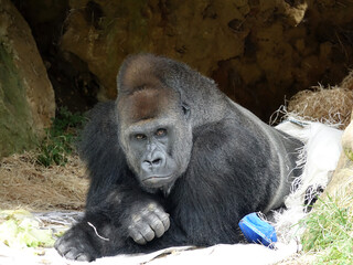 Gorille des plaines sous son rocher