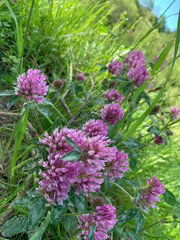 A close-up of pink clover blossoms growing in a field of green grass