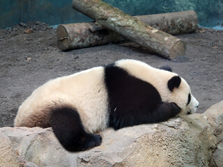 Naklejka premium Panda géant entrain de dormir