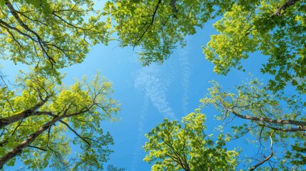 Obraz premium Viewing green trees against the blue sky from below