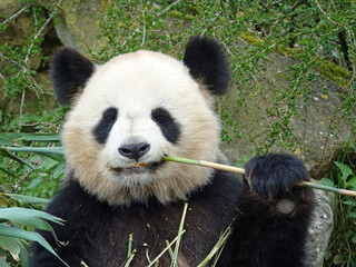 Obraz premium Panda géant entrain de manger