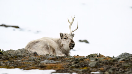 Naklejka premium The Svalbard reindeer (Rangifer tarandus platyrhynchus) in early spring