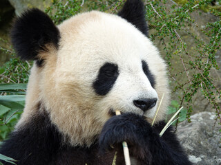 Obraz premium Panda géant