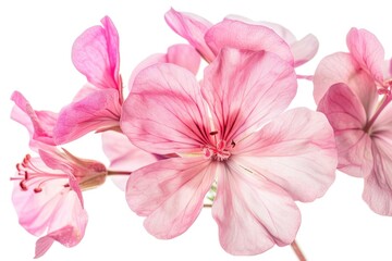 Pink flower of Geranium  Pelargonium  Geraniaceae on white background