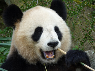 Fototapeta premium Panda géant entrain de manger