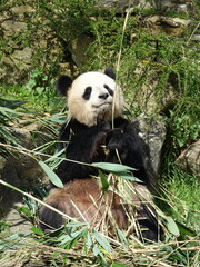 Naklejka premium Panda géant