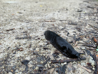 A close-up view of a black slug crawling across a gravel path