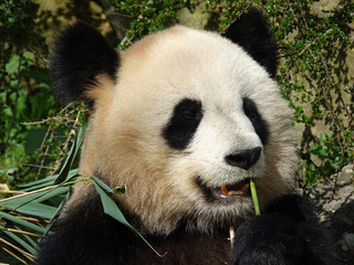 Obraz premium Panda géant