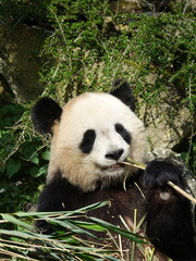 Obraz premium Panda géant entrain de manger