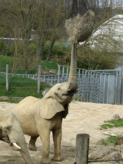 Éléphant d'Afrique