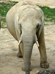 Éléphant d'Afrique