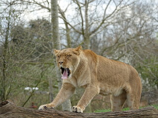 Lionne qui s'étire