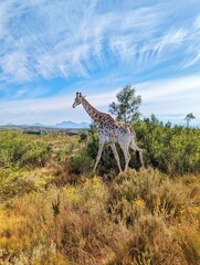 A giraffe in its natural habitat during a safari in Botswana, showcasing the beauty of African wildlife.