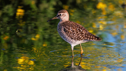 A closeup bird (wood sandpiper) with a background with yellow reflections