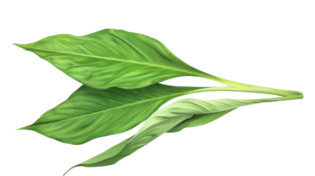  Green turmeric isolated on transparent background.png