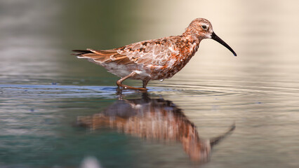 A red bird (curlew sandpiper) and its reflection on water
