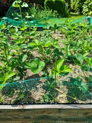 Strawberry plants in a raised bed with red and green fruits in fine weather.