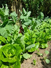 Lots of lettuce and cabbage plants grow in a raised bed in good weather.