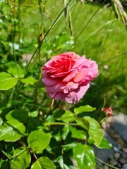 Obraz premium A beautiful pink rose blossom in a green garden.