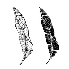 Collection of linear sketches, silhouettes of various tropical leaves. Vector graphics.