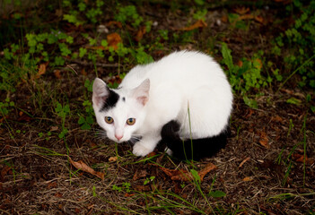 Biały kot siedzący w parku. White cat in the park. © 123108 Aneta
