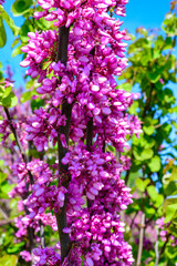 Fototapeta premium Cercis siliquastrum - close-up of a flowering tree branch in spring
