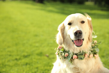 Adorable Golden Retriever wearing wreath made of beautiful flowers outdoors, space for text