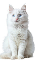 British kitten on isolated background, PNG