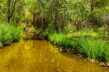 A stream in the riparian area in the Arizona desert