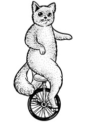 unicycle cartoon circus cat sketch engraving PNG illustration. T-shirt apparel print design. Scratch board imitation. Black and white hand drawn image. © Oleksandr Pokusai