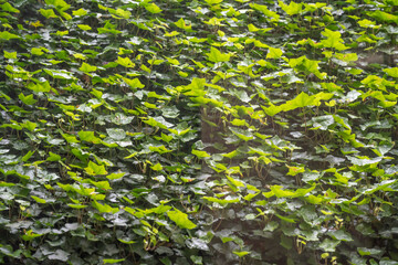 parterre de lierres sur une grande butte de terre