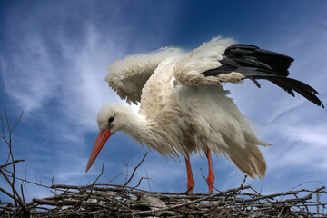 Altstorch am Nest mit ausgebreiteten Flügeln