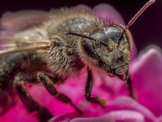 Bee pollinating peony flower