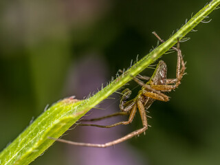 Nursery Web Spider on a green plant stem