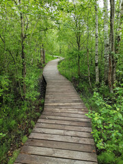 Fototapeta premium Ecotrail Winding Wooden Boardwalk Eco Path Walkway Through Lush Summer Forest Green Foliage Grass and Moss Bog Landscape