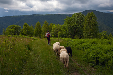 Sheeps grazing in Carpathian mountains, Ukraine