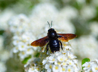 Violet carpenter bee - Xylocopa violacea, large purple bee on white flowers of Spiraea