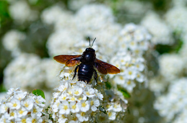 Violet carpenter bee - Xylocopa violacea, large purple bee on white flowers of Spiraea