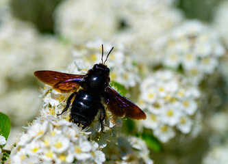 Violet carpenter bee - Xylocopa violacea, large purple bee on white flowers of Spiraea