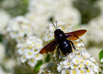 Violet carpenter bee - Xylocopa violacea, large purple bee on white flowers of Spiraea