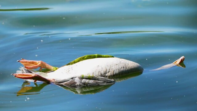 dead bird in the water